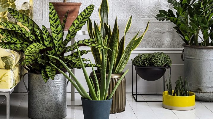 Использование комнатных растений для украшения вашего дома
